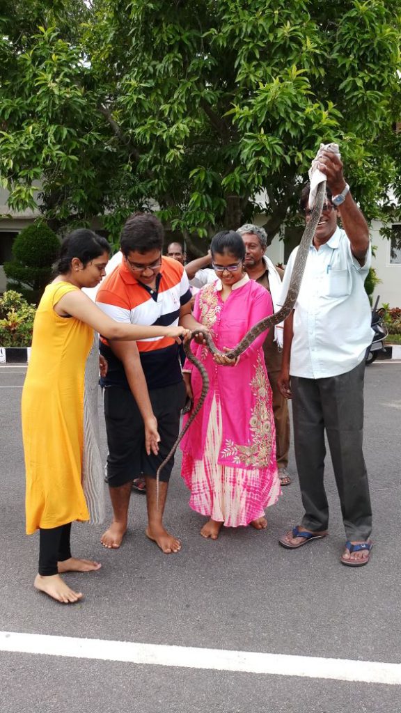 Snake hulchal at Padmavathi Guest House in Tirumala Tirumala Updates